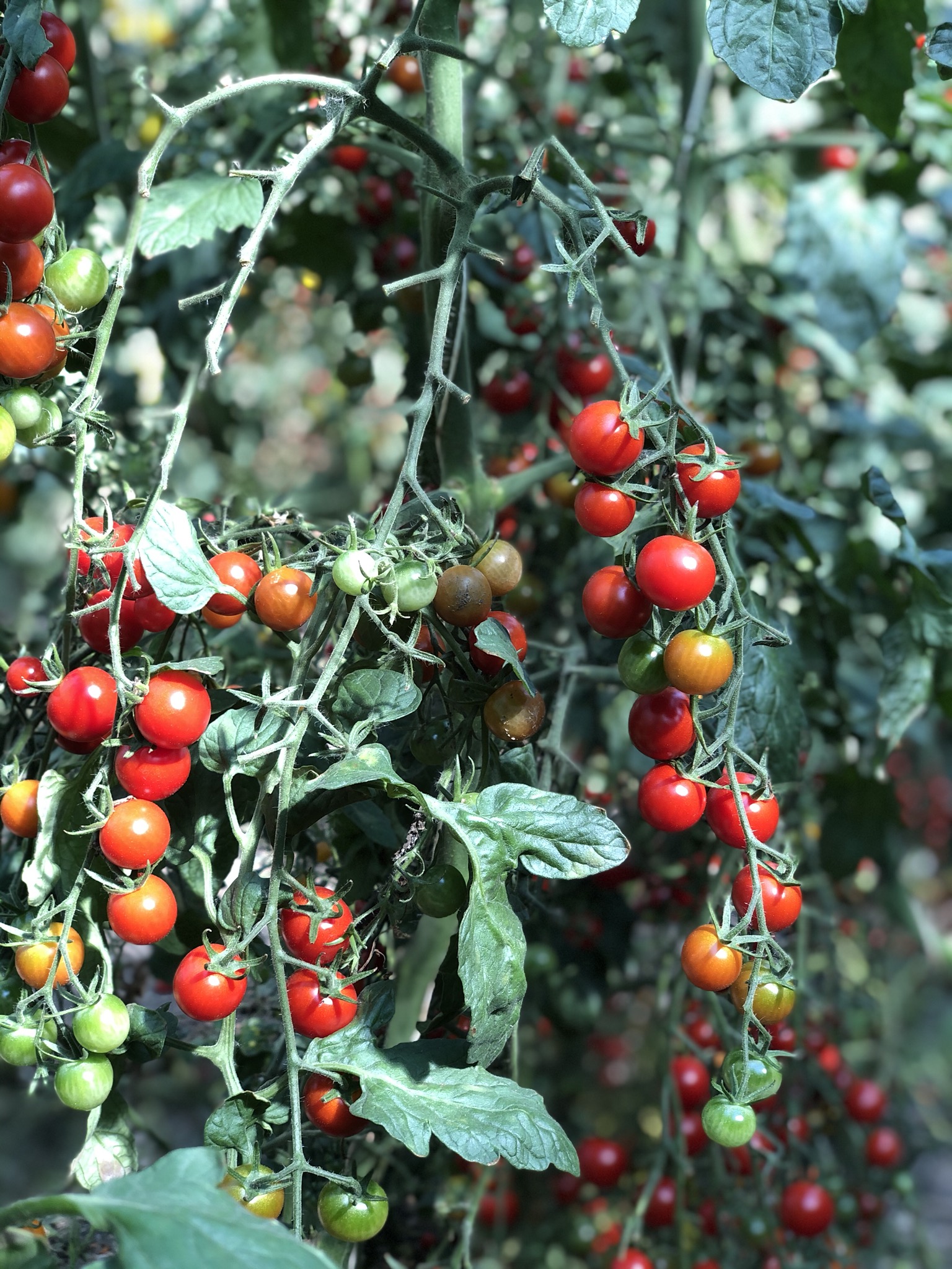 Neudlhof - Tomatenpflanze 3